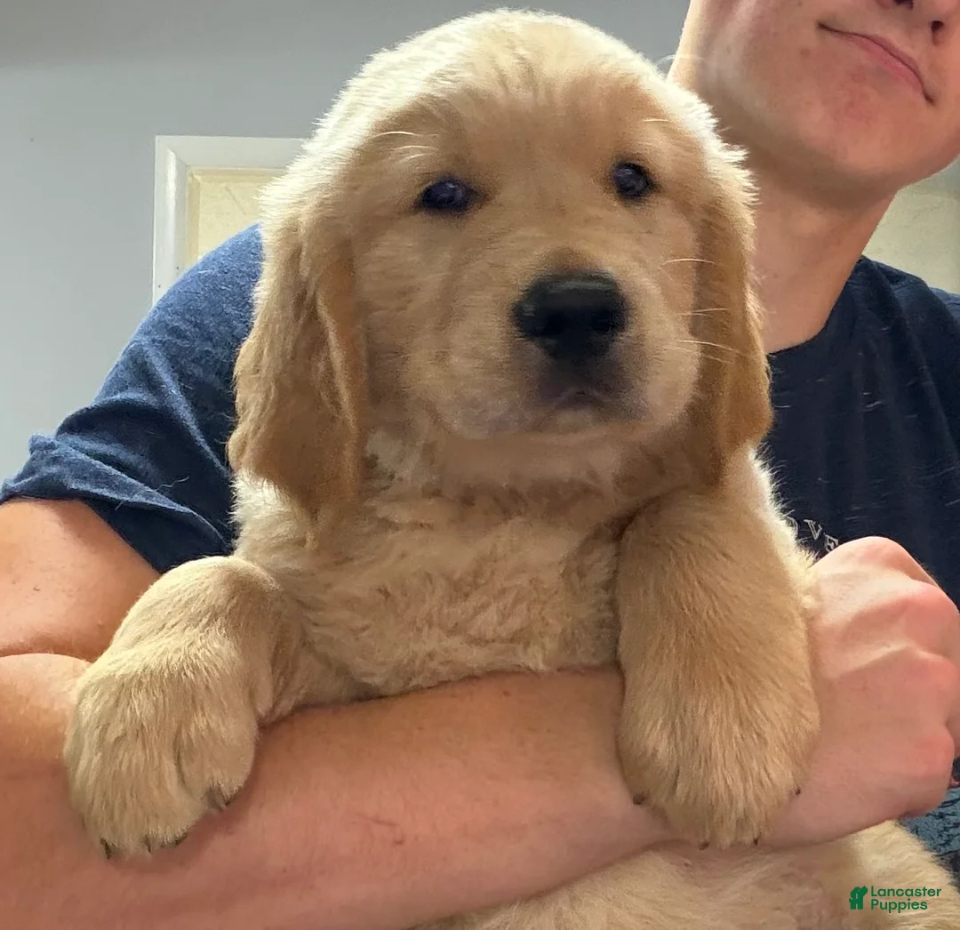 Golden Retriever dogs for sale: Shawn - Ad 1