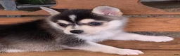 Alaskan Klee Kai dogs for sale: Scout – Tiny Size Mini Husky Boy - Ad 3