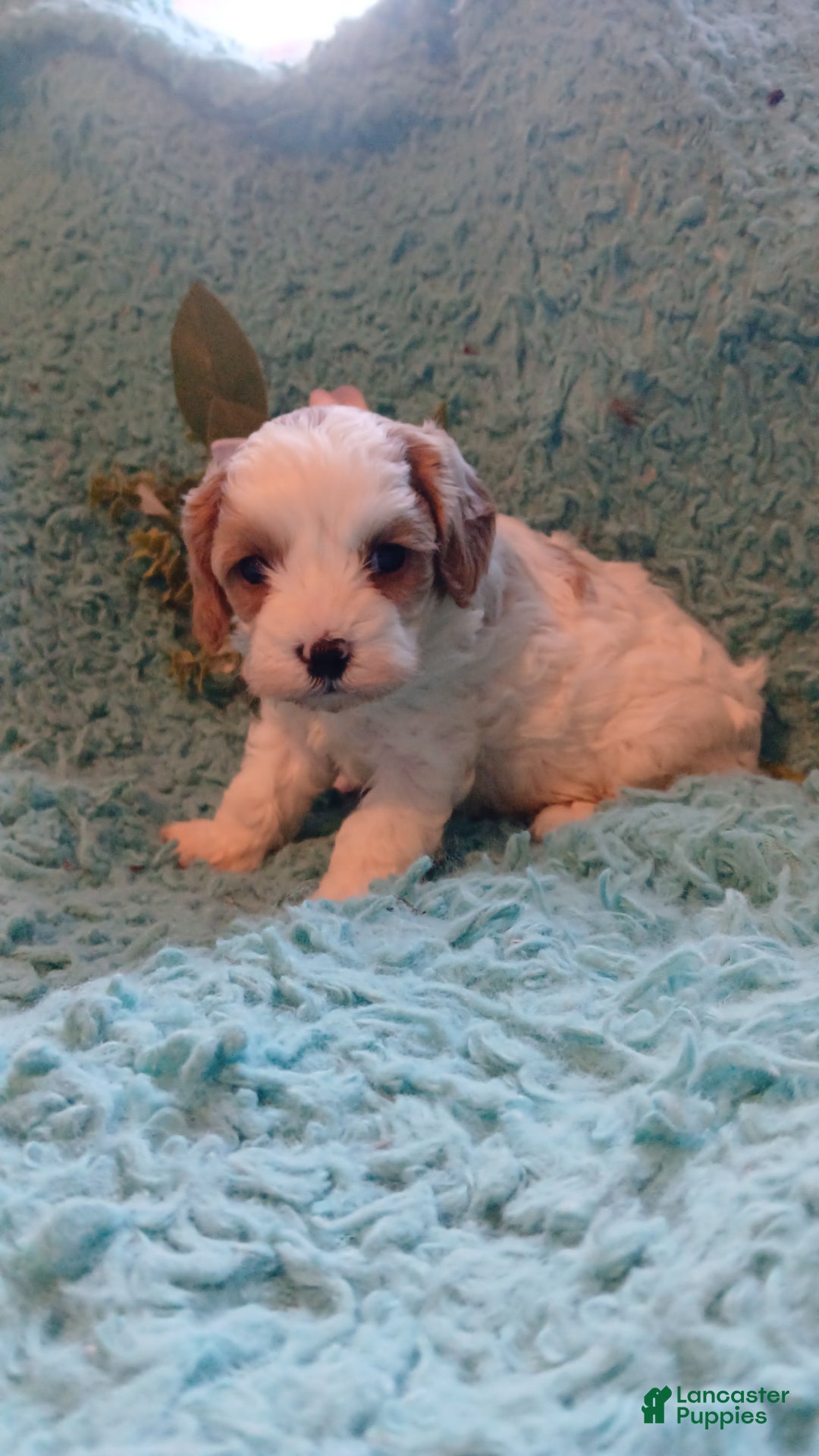 Cavapoo dogs for sale: Daisy - Ad 4