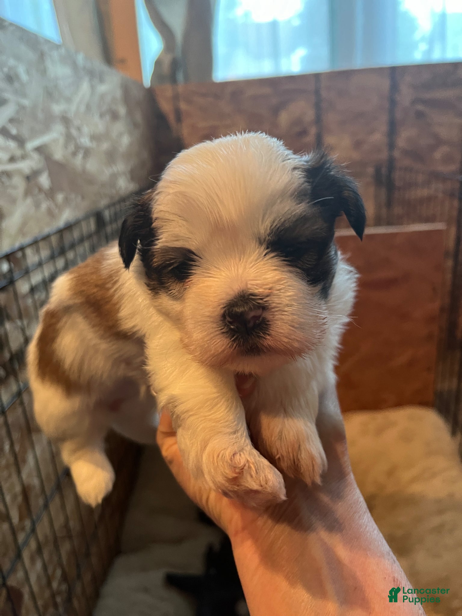 Shih Tzu dogs Bella - Ad 1