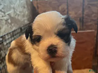 Shih Tzu dogs Bella - Ad 32
