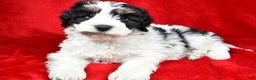 Mixed Breed dogs for sale: Thomas - Ad 7