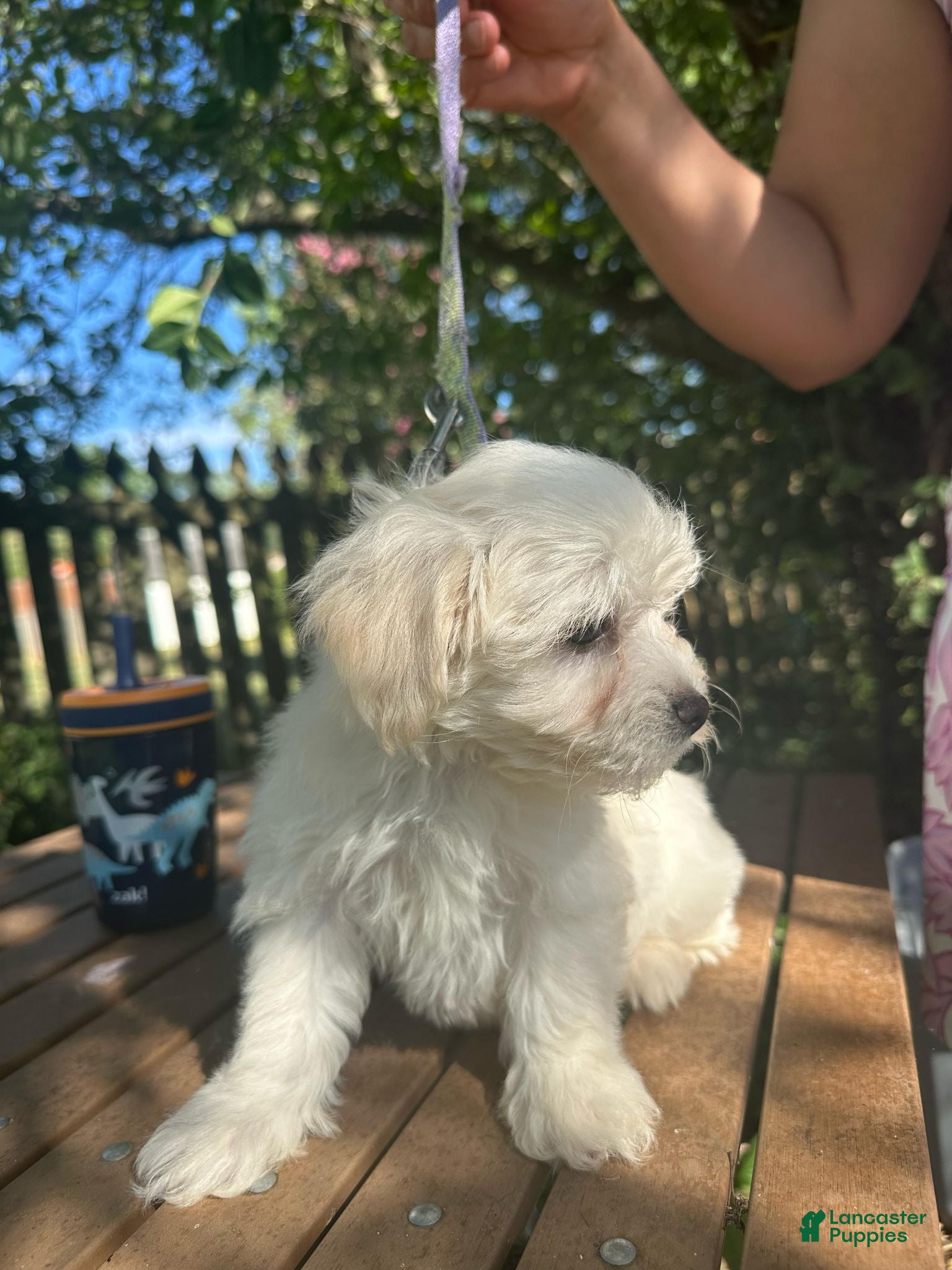 Maltese dogs Maltese 4 - Ad 2