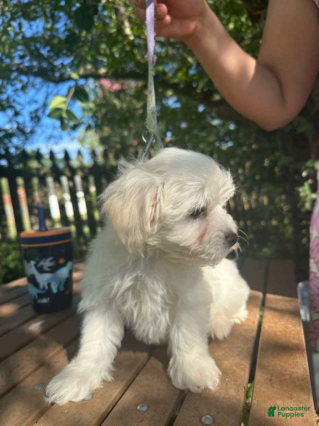 Maltese dogs for sale: Maltese 4 - Ad 2