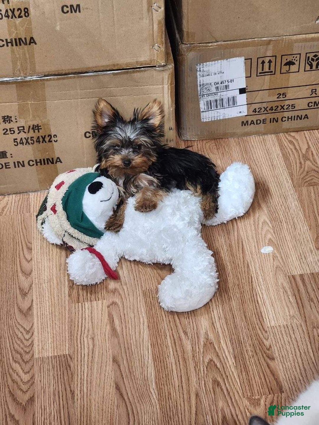 Gallery Image {{count}}