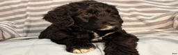 Mixed Breed dogs for sale: Orange - Ad 3