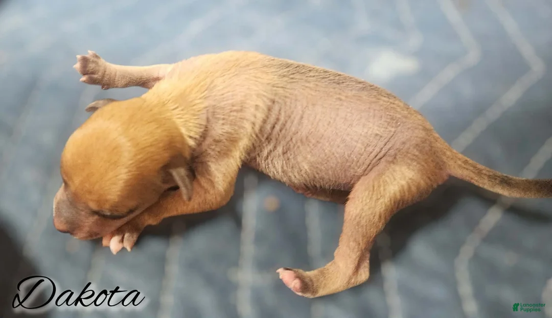 Mixed Breed dogs for sale: Dakota - Ad 1