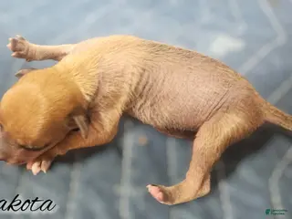 Mixed Breed dogs Dakota - Ad 4