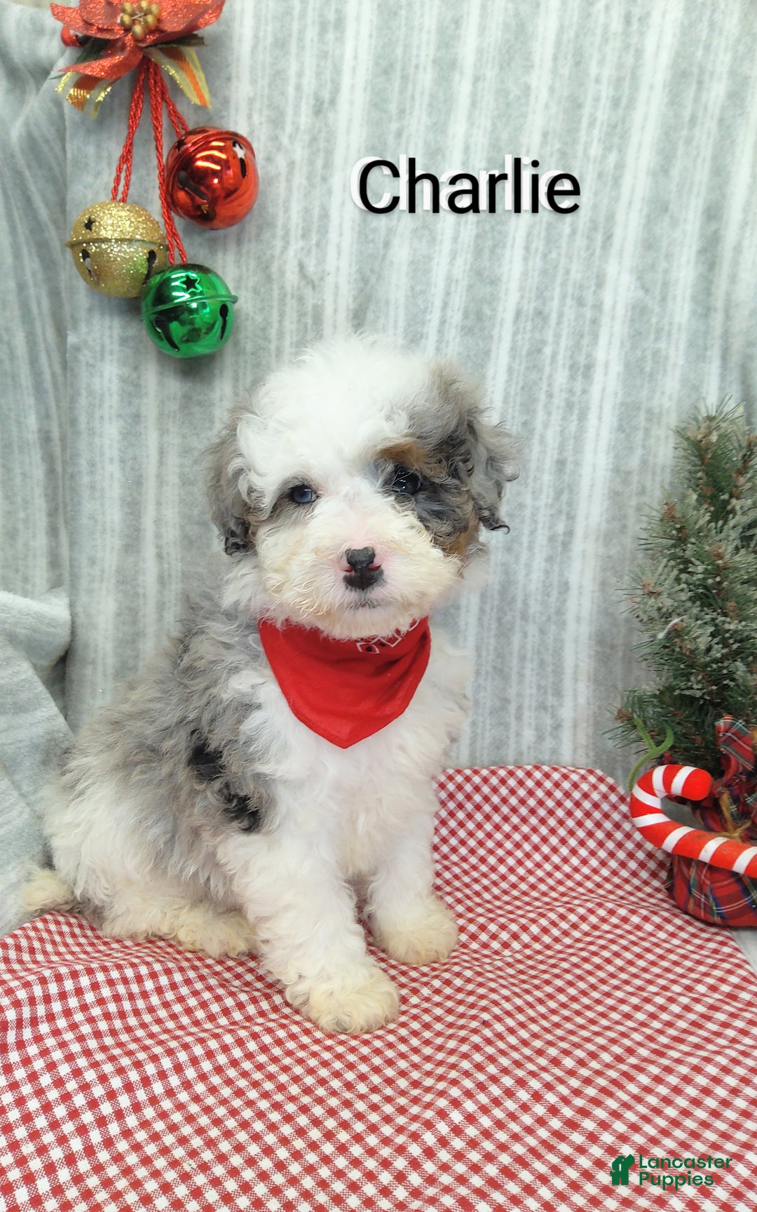 Mini Bernedoodle dogs for sale: Charlie - Ad 3