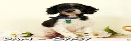 Cavapoo dogs for sale: Winnie - Ad 10