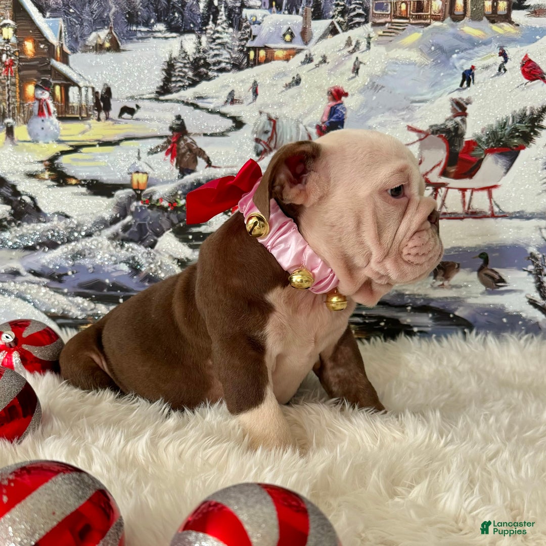 English Bulldog dogs for sale: Gala - Ad 9