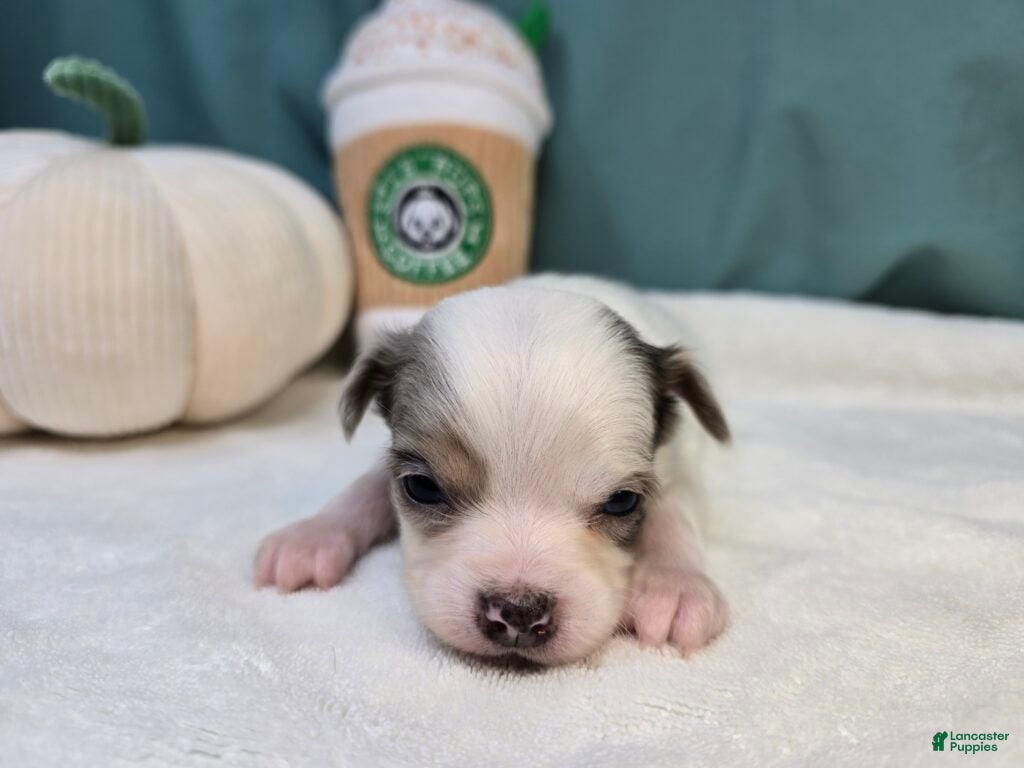 Chihuahua dogs Pogo - Ad 11