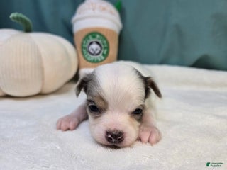 Chihuahua dogs Pogo - Ad 3