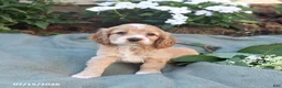 English Cocker Spaniel dogs for sale: Macey - Ad 2