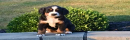 Bernese Mountain Dog dogs for sale: Hailey  - Ad 3