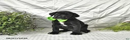 Great Dane dogs for sale: Indie - Ad 3