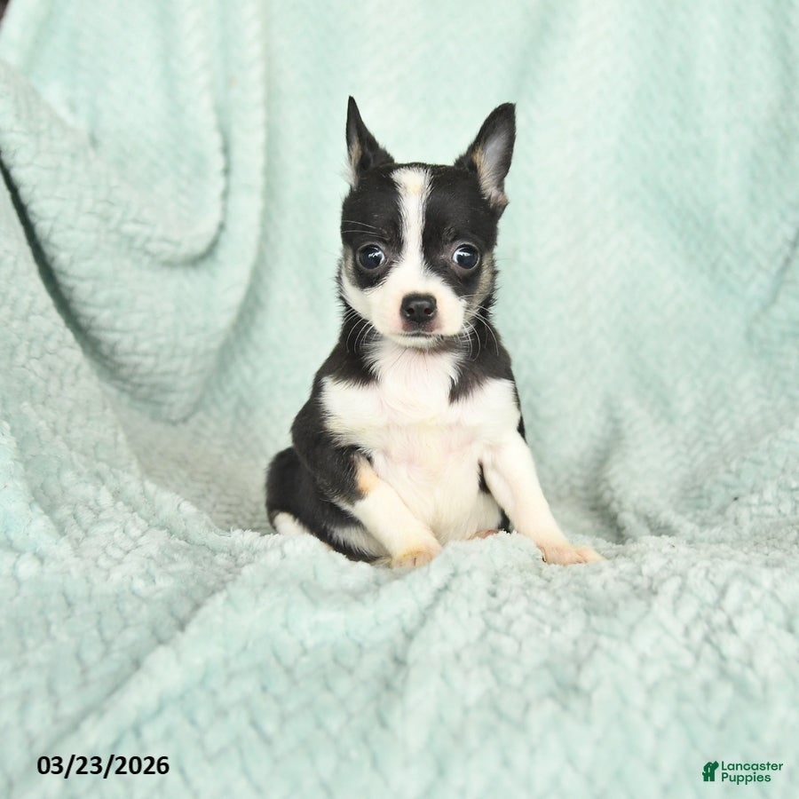 Chihuahua dogs Faith - Ad 1