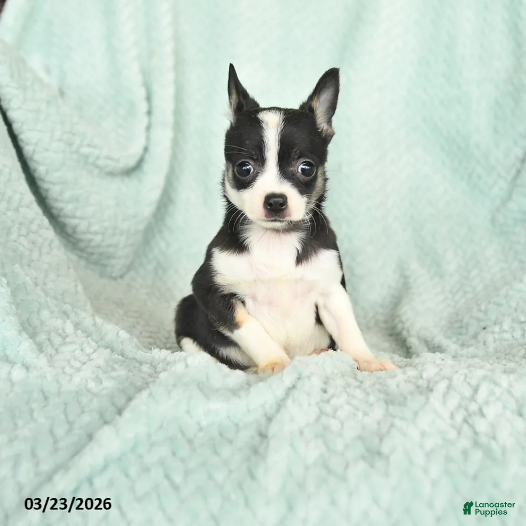 Chihuahua dogs for sale: Faith - Ad 1