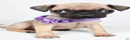 Pug dogs for sale: Avery - Ad 6