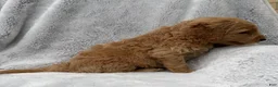 Goldendoodle dogs for sale: Rosy - Ad 3