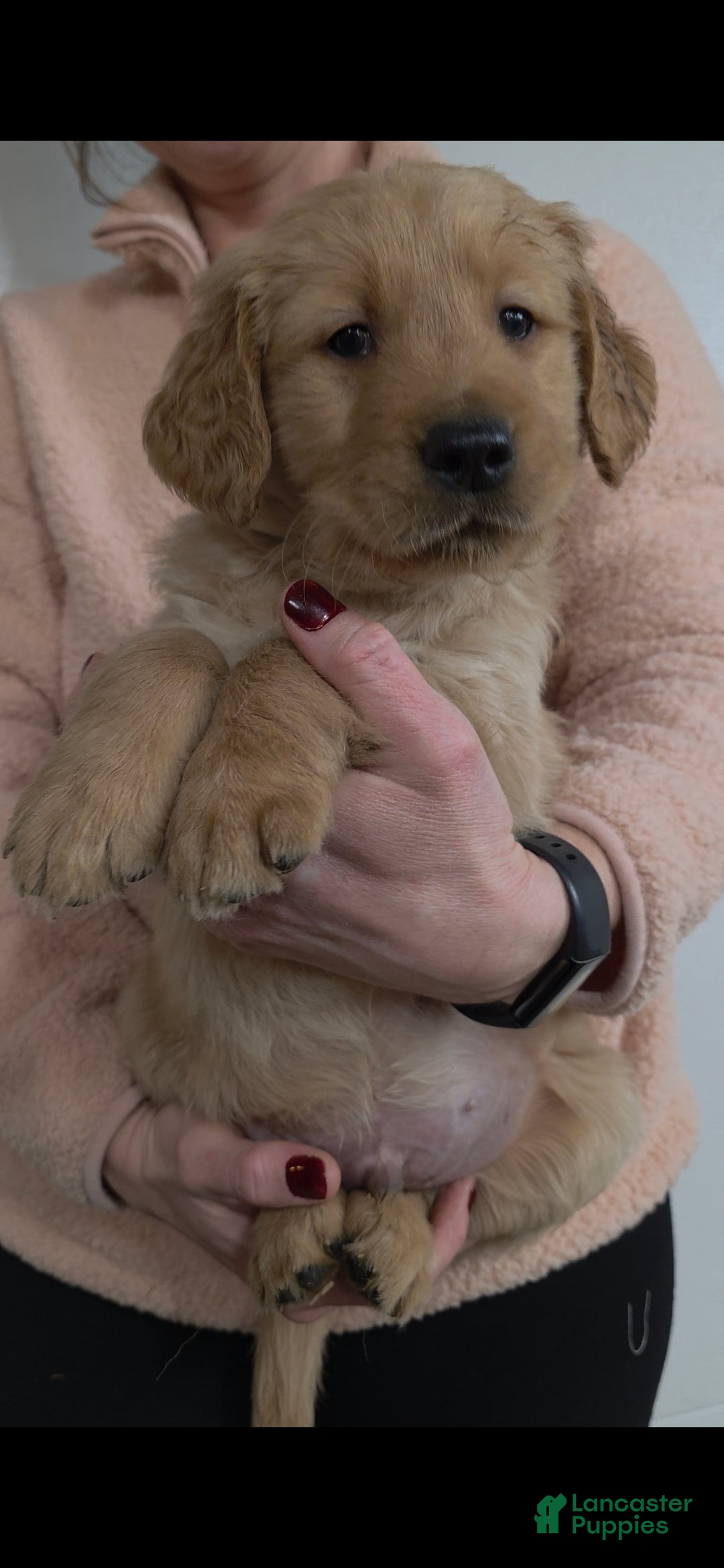Golden Retriever dogs Teddy - Ad 33