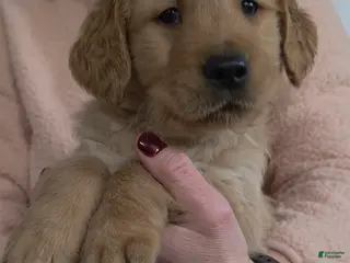 Golden Retriever dogs Teddy - Ad 33