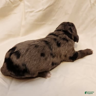 Mini Aussiedoodle dogs Daisy_Female Blue Merle - Ad 1
