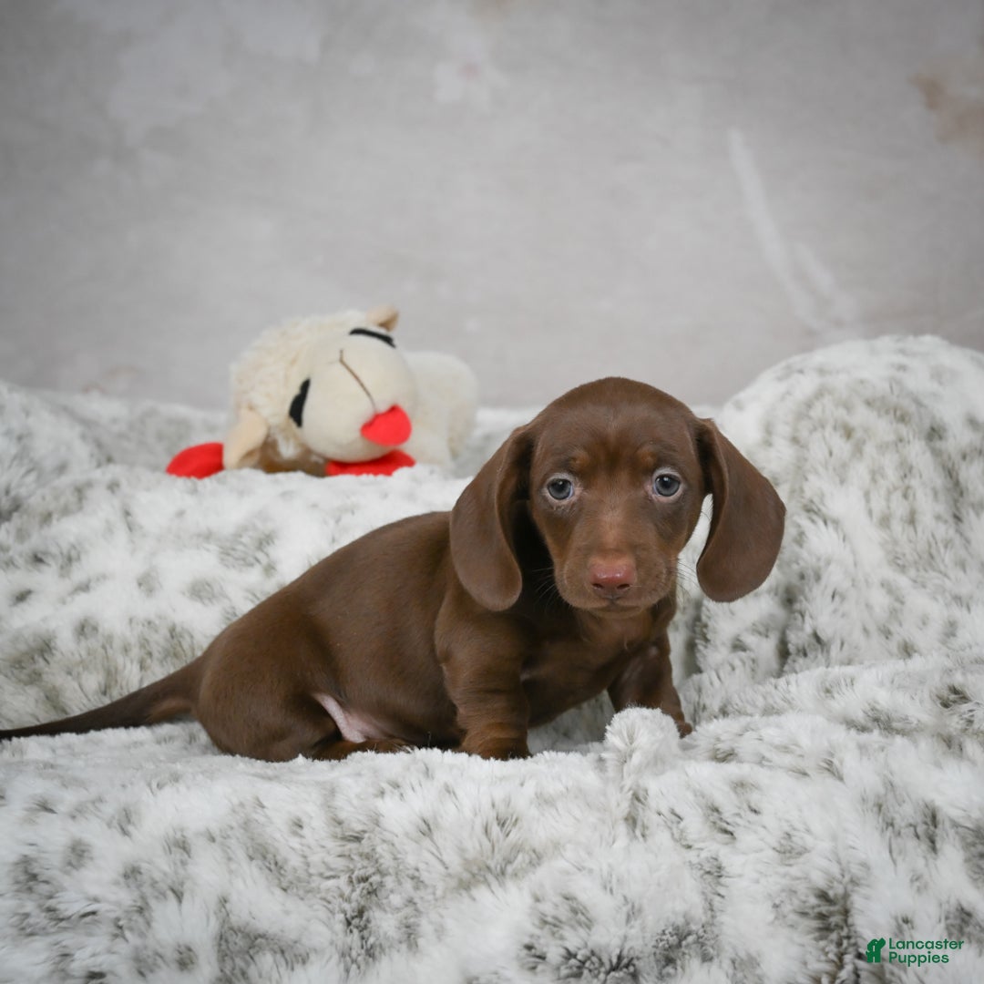 Miniature Dachshund dogs for sale: Hayes - Ad 4