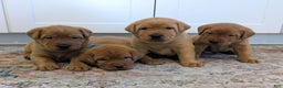 Labrador Retriever dogs for sale: Cash - Ad 6