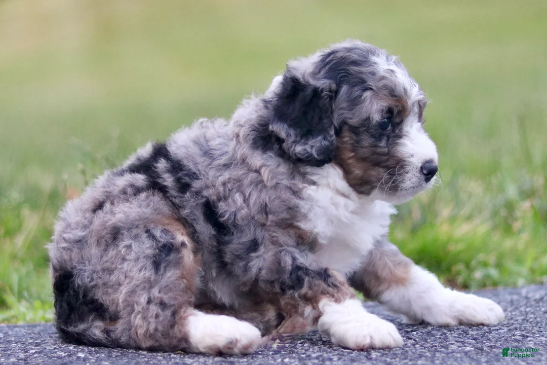 Mini Bernedoodle dogs for sale: Gilbert - Ad 2