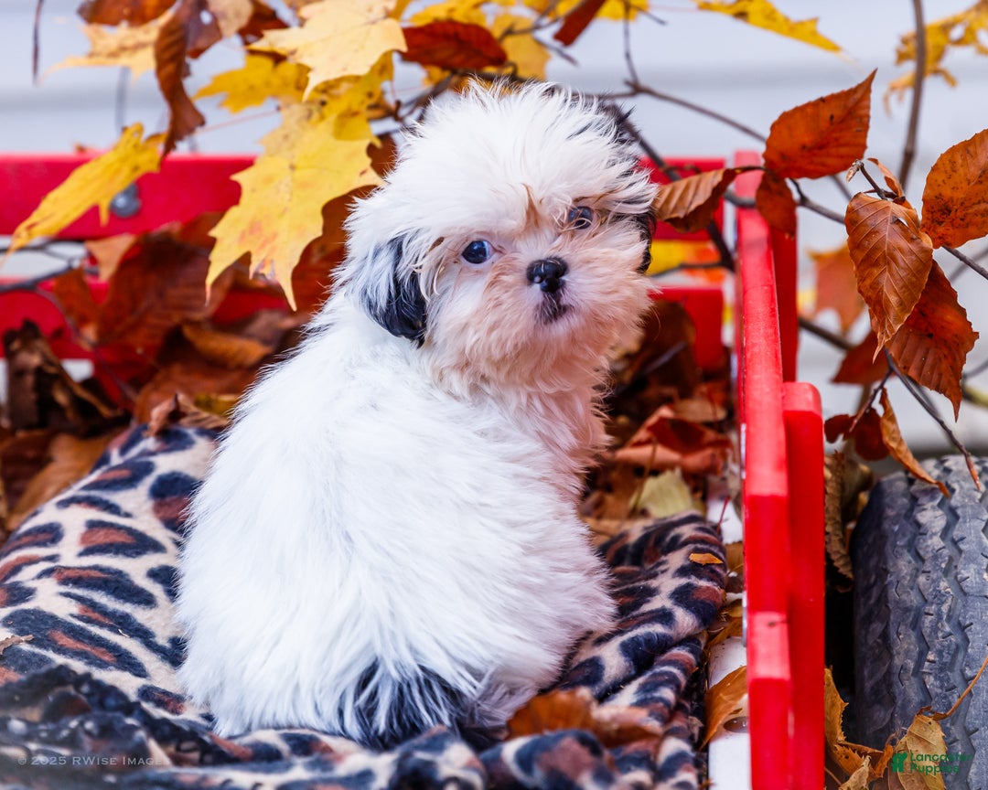 Shih Tzu dogs for sale: Lanetta - Ad 3