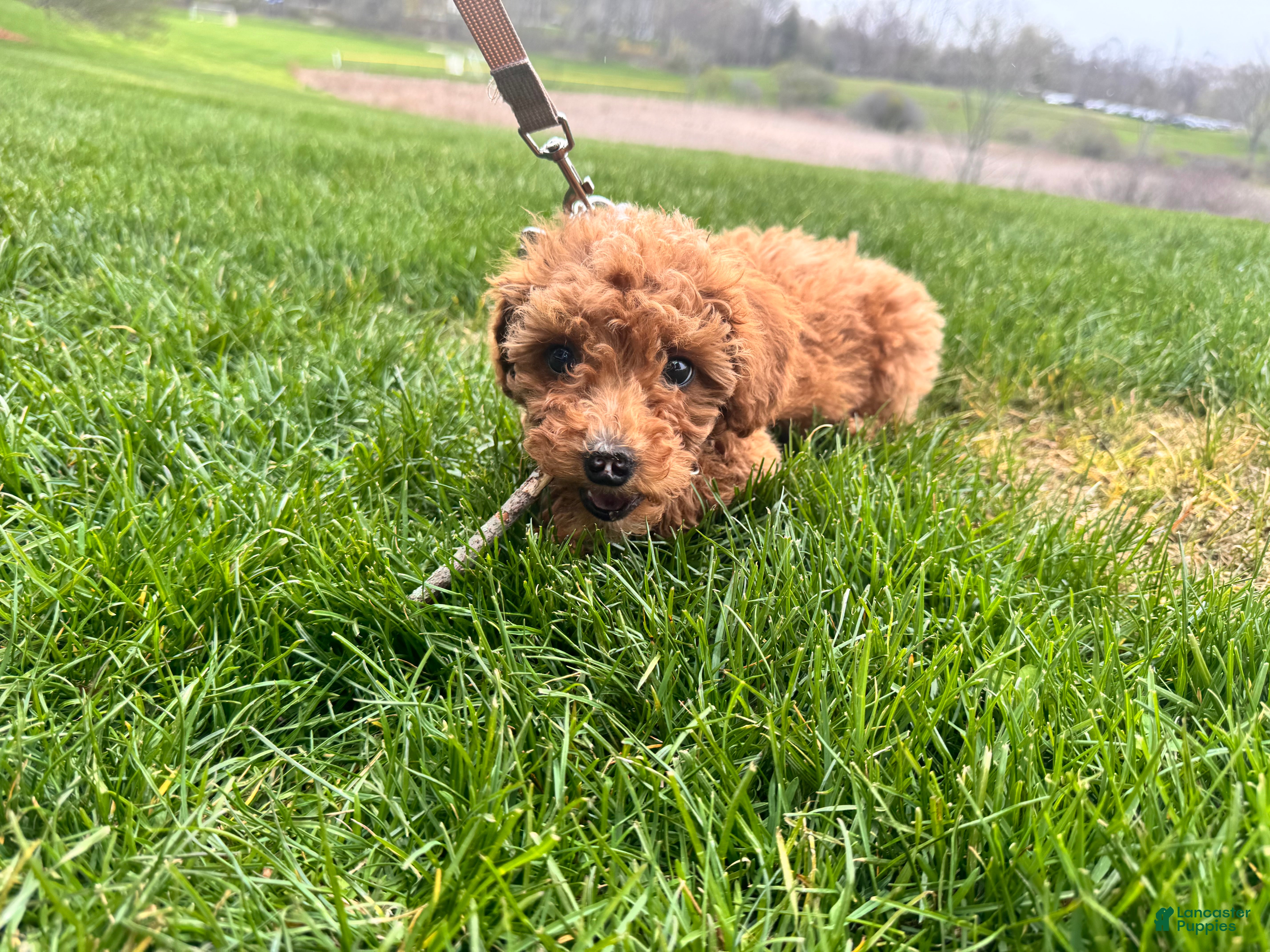 Goldendoodle dogs Rocky - Ad 26