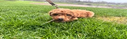 Goldendoodle dogs for sale: Rocky - Ad 1