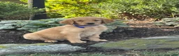 Golden Retriever dogs for sale: Kermit - Ad 3