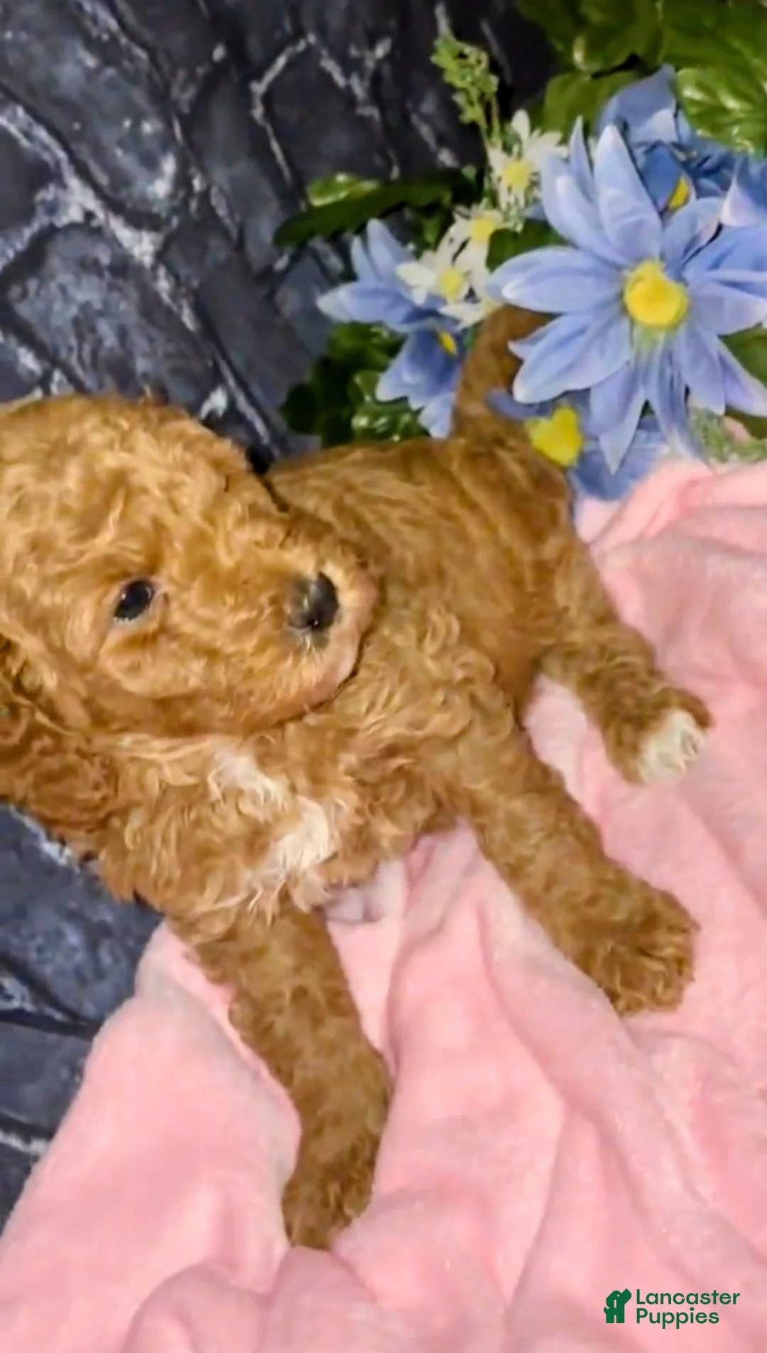 Goldendoodle dogs for sale: Bella - Ad 1