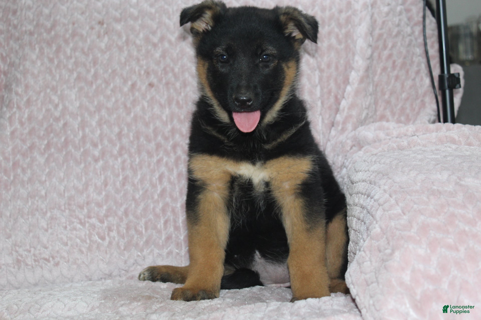 German Shepherd dogs Aspen  - Ad 1