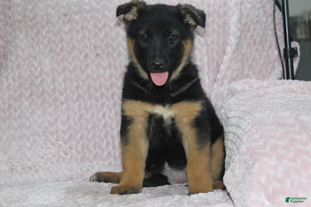German Shepherd dogs for sale: Aspen  - Ad 1