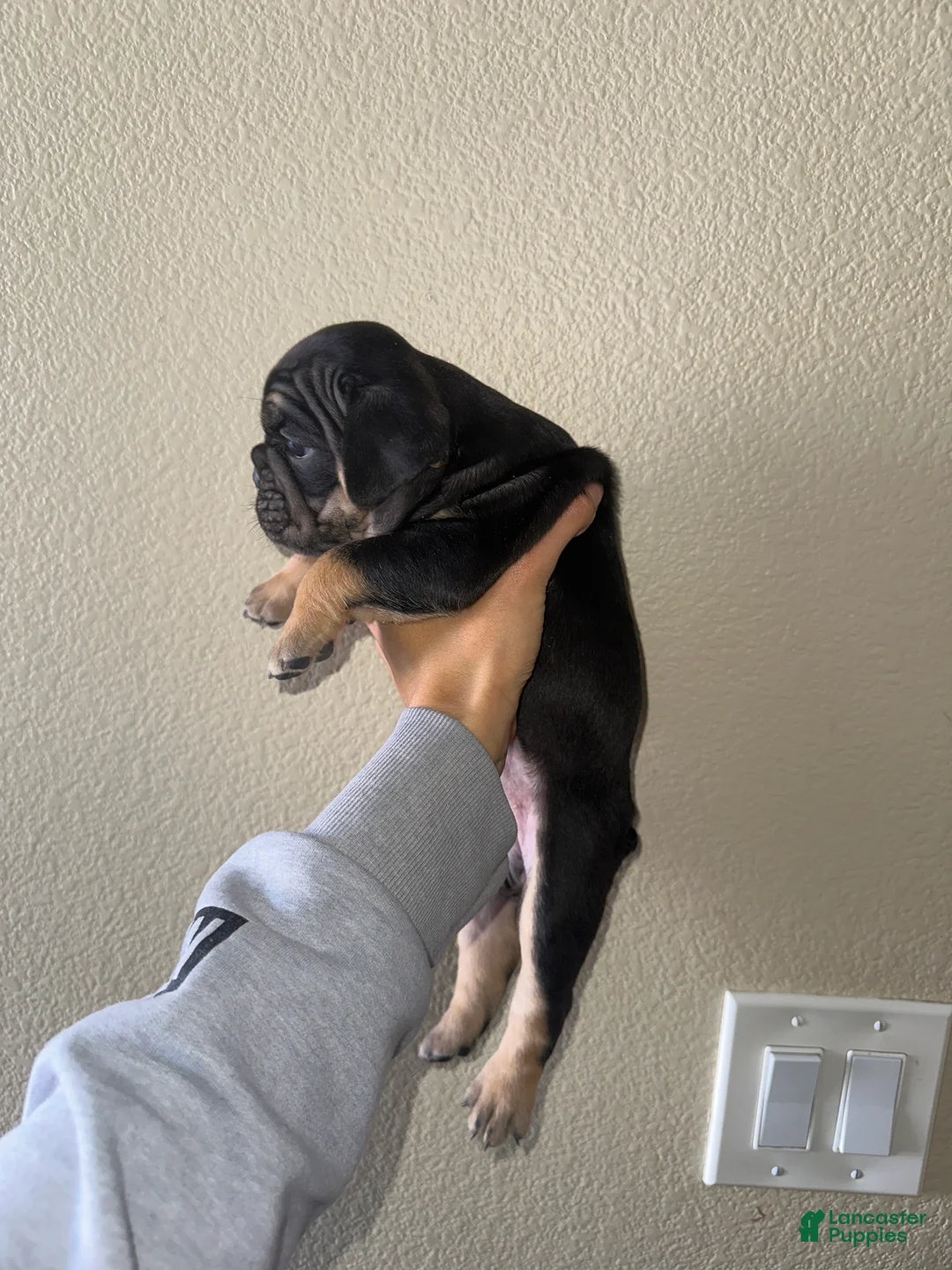 English Bulldog dogs for sale: Nyx - Ad 2