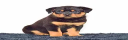 Rottweiler dogs for sale: Lola - Ad 1