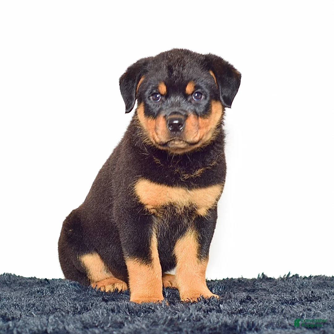 Rottweiler dogs for sale: Lola - Ad 1