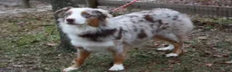 Australian Shepherd dogs for sale: Lainey - Ad 3
