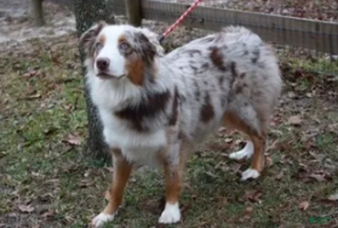 Australian Shepherd dogs for sale: Lainey - Ad 3