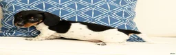 Miniature Dachshund dogs for sale: Reed - Ad 8