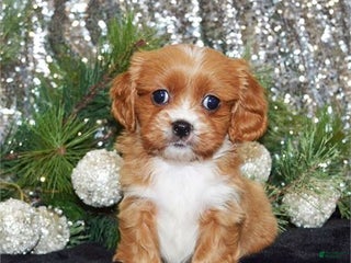 Mixed Breed dogs Mixed Breed Puppy 1 - Ad 3