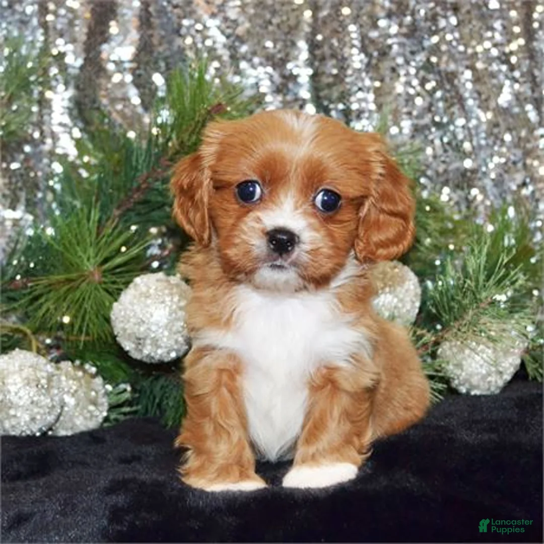 Mixed Breed dogs for sale: Mixed Breed Puppy 1 - Ad 1