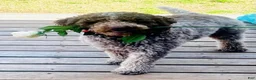 Lagotto Romagnolo dogs for sale: Red collar male - Ad 17