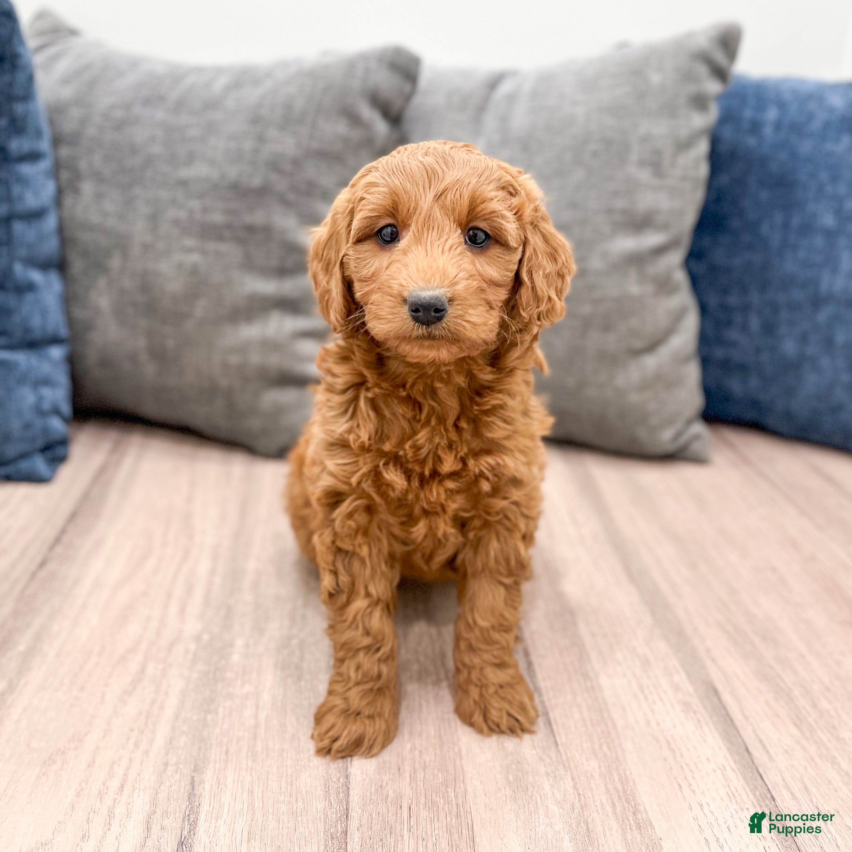 Goldendoodle dogs Kenzi - Ad 4