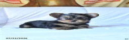 Yorkshire Terrier dogs for sale: Ribbon - Ad 3