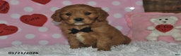 Miniature Golden Retriever dogs for sale: Poochy - Ad 4