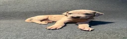 Great Dane dogs for sale: Light green collar - Ad 4